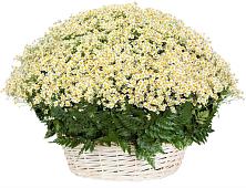 Цветочная композиция из Ромашки в корзине #REPLACE_PRED# Пестово Новгородская область